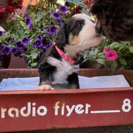 Bernedoodle and Goldendoodle Puppies from Marbel Wood Doodles
