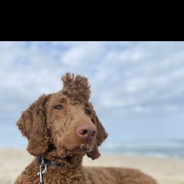 Red - Poodle
