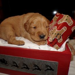 Golden Retriever Puppies from Brisas Goldens