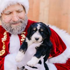 Gus - male Australian Mountain Doodle puppy in Spanish Fork, Utah from K Brand Doodles