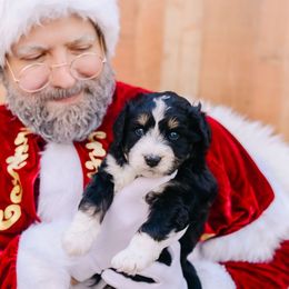 Gus - male Australian Mountain Doodle puppy in Spanish Fork, Utah from K Brand Doodles