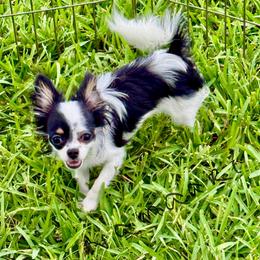Namaari - Black and white female Chihuahua puppy in Haines City, Florida from Camic Cockapoos