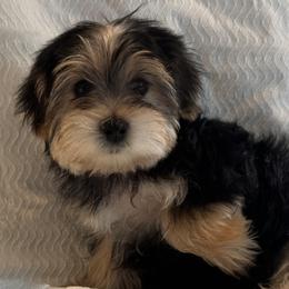 Green Boy - Traditional Black and Gold - Natural Tail - Black and gold male Yorkshire Terrier puppy in Oregon City, Oregon from D’Luxe Kennels