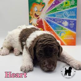 Heart - Chocolate female Goldendoodle puppy in Ponchatoula, Louisiana from Real Life Furrytales