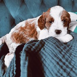 Cavalier King Charles Spaniel and Cavapoo Puppies from Cavapoo Puppy Parade