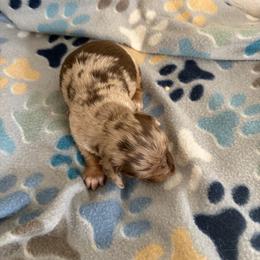 Lucia - Dapple female Dachshund puppy in Conroe, Texas from R&M Dachshunds