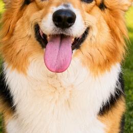 Gaya - Pembroke Welsh Corgi