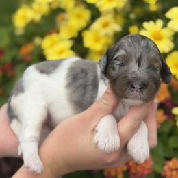Sparkler - Blue merle female Aussiedoodle puppy in Lancaster, Minnesota from Finney Ranch