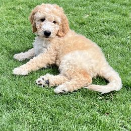 Goldendoodle Puppies from AZ Ohana Doodles