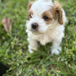 Cavapoo and Shihpoo Puppies from Haus of Doodles