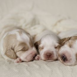 Australian Cobberdog Puppies from Livlander Australian Cobberdogs
