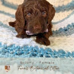 Briony - Chocolate female Goldendoodle puppy in Atlanta, Georgia from Teddy Puppies