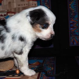 Miniature Australian Shepherd Puppies from Mini Aussie Tails