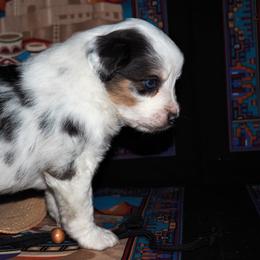 Miniature Australian Shepherd Puppies from Mini Aussie Tails