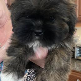 Girl 2 Purple - Black and tan female Lhasa Apso puppy in Palm Bay, Florida from Lhasa Apso Doggy Stylez Fl