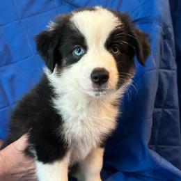 Bandit - Black tri-color male Australian Shepherd puppy in Monroe, North Carolina from Meekey Family Aussies