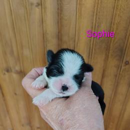 Sophie - Black and white female Shih Tzu puppy in Palmyra, New York from Karen's Tzus of Palmyra-Macedon