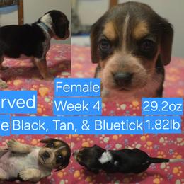 Charlie Blue Female - Black tan and bluetick female Beagle puppy in Bemidji, Minnesota from Nse Farms Beagles