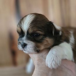 Ruger. (1900) - Silver gold and white male Shih Tzu puppy in Fallon, Nevada from Grandma Ts Precious Puppies