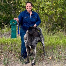 Hercules - Anatolian Shepherd Dog