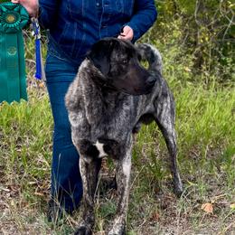 Hercules - Anatolian Shepherd Dog