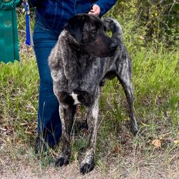 Hercules - Anatolian Shepherd Dog
