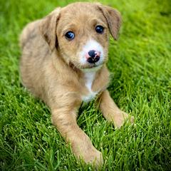 Aussiedoodle and Leopardoodle Puppies from A Puppy Crush