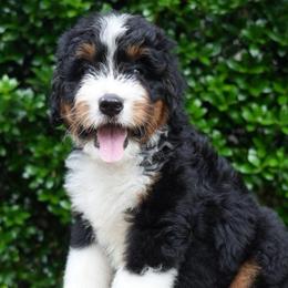 Lisette - Tri-color female Bernedoodle puppy in Folsom, Louisiana from DoodlesFarmCo