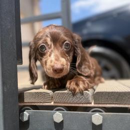 READY NOW - Choc Nonpointed Dapple - Dapple male Dachshund puppy in Horizon City, Texas from Micah's Minis