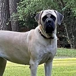 Willow - Mastiff
