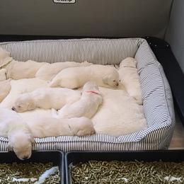 Golden Retriever Puppies from Southern Golden Retrievers