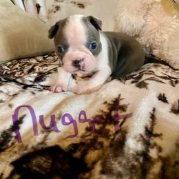 Nugget Blue girl - Seal and white female Boston Terrier puppy in Brown City, Michigan from Mae Boston Terriers