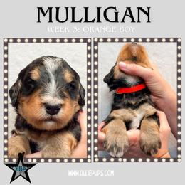 Mulligan (Orange collar) - Tri-color male Bernedoodle puppy in Boiling Springs, South Carolina from OlliePups, LLC