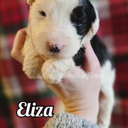 Eliza - Black and white female Sheepadoodle puppy in Iowa Falls, Iowa from Sheepadoodles of Iowa
