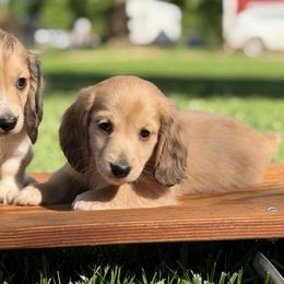 Cream Dapple Boy AKC LIMITED - Dapple male Dachshund puppy in Pauls Valley, Oklahoma from Simply Happy Dachshunds