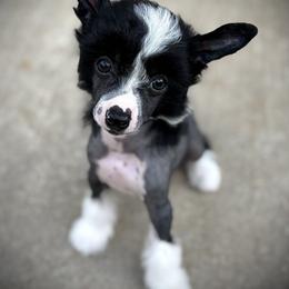 Panda- Beautiful Hairless Male - Black and white male Chinese Crested puppy in Tomball, Texas from Gracieux Chinese Cresteds
