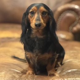 Ellie - Dachshund