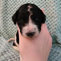 Macaron - Parti female Poodle puppy in Clayton, Washington from Short Legs & Curly Wags LLC
