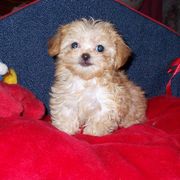 Mi-Ki Puppies from Orlando Mi-Kis
