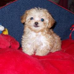 Mi-Ki Puppies from Orlando Mi-Kis