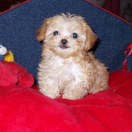 Mi-Ki Puppies from Orlando Mi-Kis