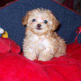 Mi-Ki Puppies from Orlando Mi-Kis
