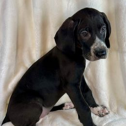 Brown - Black and white male Great Dane puppy in Aspers, Pennsylvania from Elja Danes