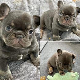 French Bulldog Puppies from Boise French Bulldogs