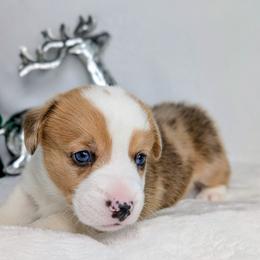 Pigpen aka Stanley - Red merle and white male American Corgi puppy in Clarksville, Tennessee from Cold Creek Family Farm LLC