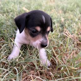 Autumn - Piebald female Dachshund puppy in Hawley, Texas from Little e Dachshunds