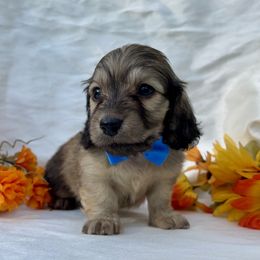 Gouda - Cream male Dachshund puppy in Lathrop, Michigan from Hidden Haven Dachshunds