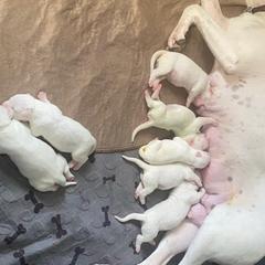 Female 2 - White female Dogo Argentino puppy in Winter Haven, Florida from Wayward’s Dogos and Spellbound Greyhounds