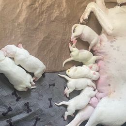 Female 2 - White female Dogo Argentino puppy in Winter Haven, Florida from Wayward’s Dogos and Spellbound Greyhounds