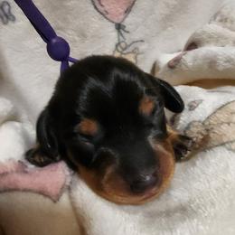 Purple collar - Black and tan female Dachshund puppy in Apache Junction, Arizona from Shaw Dachshunds